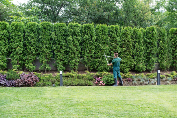 Best Lawn Drainage Solutions  in Osakis, MN