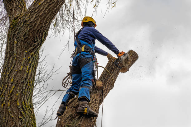 Best Commercial Tree Services  in Osakis, MN