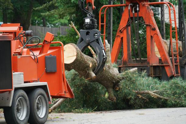 Best Storm Damage Tree Cleanup  in Osakis, MN