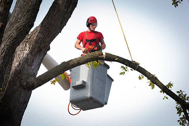 Best Arborist Consultation Services  in Osakis, MN