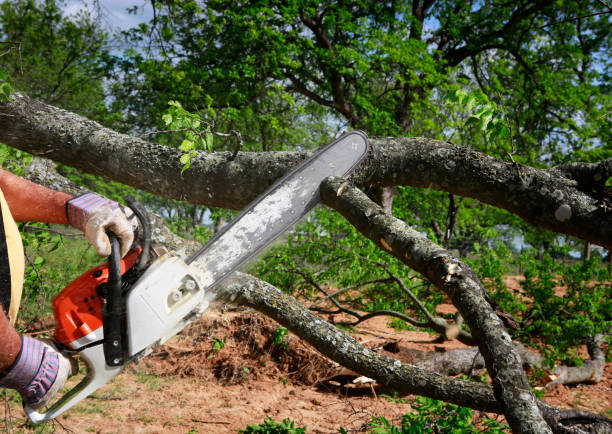 Best Stump Grinding and Removal  in Osakis, MN